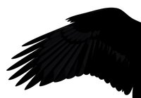 Black bird wing silhouette isolated on white background, ready for design projects, logos, t-shirt prints, and graphic applications.