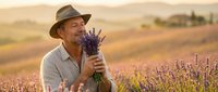 Middle-aged Caucasian man in hat holding fresh lavender bouquet in purple flower field during golden hour sunset for aromatherapy and natural wellness.