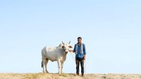 Farmer in casual attire standing beside a light-colored cow on arid terrain under clear sky, suitable for agriculture, livestock, and rural lifestyle content.