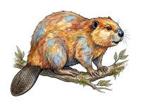 Beaver with brown and tan fur perched on branch with green leaves, featuring detailed scaly tail and whiskers, isolated on white background for design and clipart use.