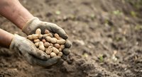 Farmer hands holding freshly harvested peanuts over soil field, agricultural harvest and crop production concept for farming industry and food cultivation.