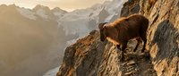 Mountain goat standing on rocky cliff edge during golden hour sunrise with dramatic alpine peaks and valleys in background.