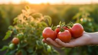 Fresh ripe red tomatoes held in cupped hands at sunset in organic vegetable garden with warm golden light for healthy eating and farm harvest concepts.