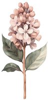 Delicate pink lilac branch with sage green leaves in soft watercolor style on white background, isolated botanical illustration for wall art and stationery design.