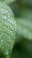 Fresh green leaf with morning dew drops in soft focus macro photography for natural wellness and environmental concepts.