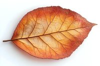 Single autumn leaf with detailed vein structure showing natural gradient from orange to brown on white background, isolated macro photography.