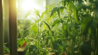 Fresh green tomato plants growing in greenhouse with soft sunlight streaming through leaves, creating natural bokeh effect and peaceful garden atmosphere.