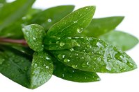 Fresh green leaves with morning dew drops on white background, macro nature photography showing water droplets and natural texture for wellness and spa designs.