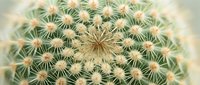 Close-up view of golden barrel cactus with sharp spines arranged in geometric patterns. Desert plant texture showing natural symmetry and botanical details.