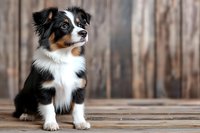 Australian Shepherd puppy with tricolor coat sitting on wooden floor against rustic barn wall background, looking attentively to side with alert expression.