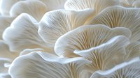 Delicate white oyster mushrooms growing in layers showcase natural organic patterns and textures. Macro photography captures fine gills and curved shapes in soft lighting.