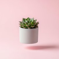 Small green succulent plant in white ceramic pot floating on soft pink background for home decor and gardening concepts.