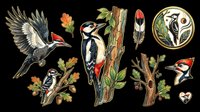 Woodpecker bird clipart set isolated on transparent background, ready for t-shirt design, stickers, print on demand, sublimation, and nature-themed crafts.