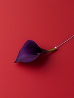 Purple calla lily flower with golden chain on vibrant red background for luxury jewelry and floral design concepts.