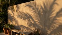 Tropical palm tree shadows cast on textured wall creating natural patterns in warm golden sunlight for relaxation and vacation themes.