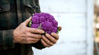 Senior male farmer holding fresh purple cauliflower at market or farm stand. Organic produce harvest concept for grocery, agriculture, and healthy eating content.