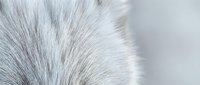Close-up of soft gray and white animal fur texture with natural patterns and fine detail for backgrounds and design projects.