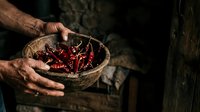 Farmer holding woven basket filled with fresh red chili peppers, harvested produce in rustic agricultural setting, hands showing harvest work.