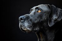 Black Labrador retriever profile portrait with amber eyes against dark background, dramatic lighting highlights noble expression and glossy coat.