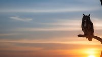 Majestic owl perched on branch silhouetted against golden sunset sky with warm orange and pink clouds creating peaceful evening atmosphere.