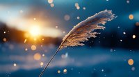 Sunlit reed grass plume against blurred winter landscape with bokeh light effects and snow particles creating magical atmospheric nature scene at sunset.