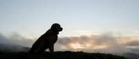 Silhouette of a black dog sitting on a grassy hill against a dramatic cloudy sunset sky, suitable for pet, nature, and outdoor lifestyle content.