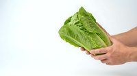 Fresh romaine lettuce head held in hands against white background, suitable for food, nutrition, healthy eating, cooking, and grocery retail design projects.