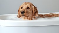 Wet Cocker Spaniel puppy taking bubble bath, looking at camera with adorable expression. Grooming and pet care concept shows dog covered in soap suds.