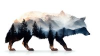 Wolf silhouette with mountain landscape double exposure featuring misty peaks and forest trees for nature wildlife design projects.