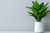 Fresh green tropical plant with glossy leaves in modern white ceramic pot against minimal gray wall background, decorative indoor houseplant.