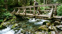 Wooden footbridge crossing clear stream through lush forest with moss-covered rocks and dense green vegetation, suitable for nature, travel, and outdoor recreation content.
