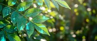 Fresh green leaves with sunlight filtering through foliage creating natural bokeh background for environmental and nature concepts.