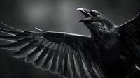 Majestic black raven with outstretched wings calling against dramatic dark background. Powerful corvid bird in flight showcasing detailed feather texture.