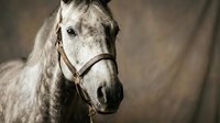 Gray horse head portrait with leather halter against blurred stable background for equestrian and animal photography projects.