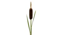 Cattail plant with brown cylindrical flower spike and green leaves isolated on white background for nature and botanical design projects.