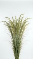 Dried pampas grass bundle with feathery plumes on white background for home decor and interior design projects.