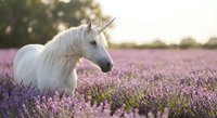 White unicorn with golden horn standing in purple lavender field during golden hour sunset creating magical fantasy scene for fairy tale designs.