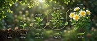 Plant growth stages from seed to blooming flower with labels showing life cycle development process in natural green garden background.