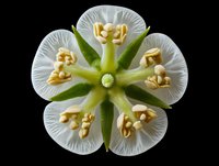 Macro view of white flower cross-section showing detailed stamen, pistil, and petals against black background, revealing botanical structure.