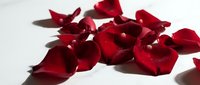 Scattered crimson rose petals with soft shadows on white surface, suitable for romantic, wedding, Valentine's Day, and luxury brand marketing projects.