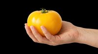 Fresh yellow tomato held in hand, isolated on transparent background, ready for t-shirt designs, clipart, stickers, print-on-demand products, and sublimation projects.
