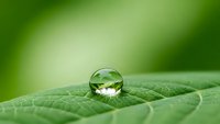Crystal clear water droplet resting on fresh green leaf surface with soft natural lighting and shallow depth of field for environmental concepts.