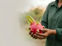 Farmer holding fresh pink dragon fruit with yellow spikes in hands outdoors, showcasing organic tropical produce harvest for agriculture and farming content.