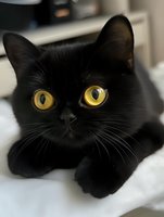 Close-up portrait of black cat with bright yellow eyes lying on white surface, looking directly at camera with curious expression. Striking contrast between dark fur and eyes.