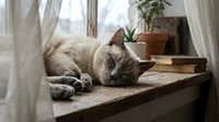 Adorable gray tabby cat sleeping peacefully on wooden windowsill with soft natural light streaming through white curtains and potted plants nearby.