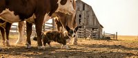 Holstein dairy cows grazing near rustic wooden barn during golden hour sunset on farm pasture for agricultural and livestock industry concepts.