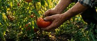 Senior male farmer harvesting fresh ripe red tomatoes from organic garden plants during golden hour sunlight for healthy food production and agriculture.