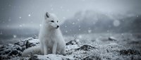 White arctic fox sitting on snowy ground during snowfall with cloudy sky background. Winter wildlife scene with falling snow creating atmospheric mood.