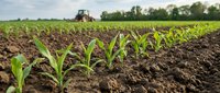 Young corn seedlings growing in fertile soil with tractor working in agricultural field during spring planting season for sustainable farming operations.