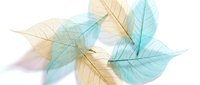 Delicate transparent leaves in soft pastel colors creating an ethereal botanical composition on white background for nature-inspired designs.